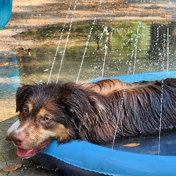 Splish 'n' Splash™ Portable Dog Pool